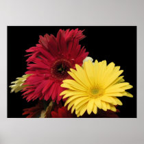 Poster, Red and Yellow African Daisies