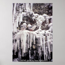 Poster / Red-legged Kittiwake
