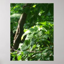 Poster: Riverbank Park