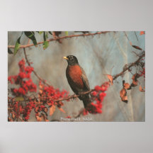 Poster / Robin in Brazilian Pepper Tree