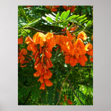 Poster Scarlet Wisteria (Sesbania punicea) OBX NC