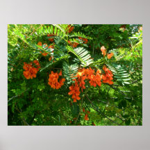 Poster Scarlet Wisteria (Sesbania punicea) OBX NC