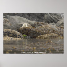 Poster / Seal at Peninsula Island