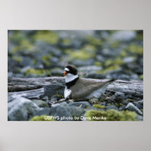Poster / Semipalmated Plover on Nest