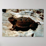 Poster / Short-horned Lizard posters