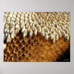 Poster - sunflower seeds posters