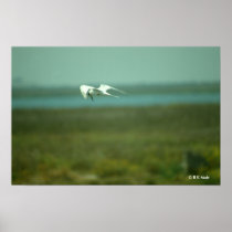 Poster - Tern in flight