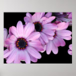 Poster, Three Purple Daisies posters