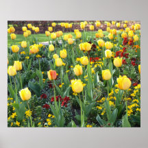 Poster: Tulips in Spring