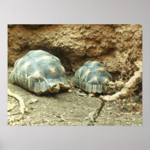 Poster Turtles