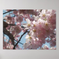 Poster: Upclose Pink Flowers on a Tree