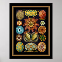 Poster Vintage Artist Ernst Haeckel Ascidiae