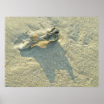 Poster Wave-Washed Shell