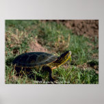 Poster / Western Painted Turtle