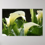 Poster, WHITE CALLA LILIES_ Horiz # 1 posters