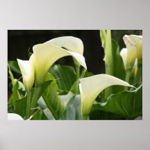 Poster, WHITE CALLA LILIES_ Horiz # 1
