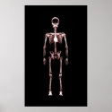 Poster - X-Ray Vision Single Skeleton Black Red posters