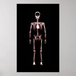 Poster - X-Ray Vision Single Skeleton Black Red posters