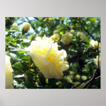 Poster Yellow Rose