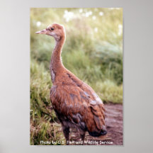Poster / Young Sandhill Crane