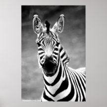 POSTER ZebraPhoto By John A. Sylvester