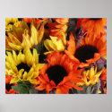 Posters, SUNFLOWERS # 1 posters