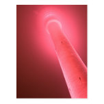 Postkarte - Pinkshot