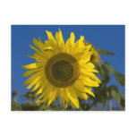 Postkarte Sonnenblume postcards