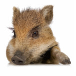 pot bellied pig piglet vector photo cutout