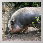Pot Belly Pig & Thistle posters