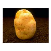 Potato on dirt post cards