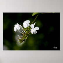 Potato Vine Poster