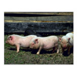 Potbelly Pigs Post Card