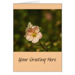 Potentilla Close Up