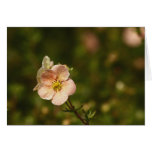 Potentilla Close Up