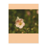 Potentilla Close Up