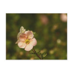 Potentilla Close Up