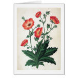 "Potentilla Hopwoodiana" Vintage Floral Cards