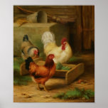 Poultry Feeding in a Barn Print