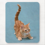 Pouncing Kitten mousepads