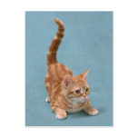 Pouncing Kitten