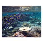 Powder Blue Surgeon Fish