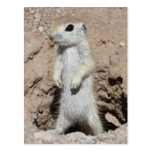 Power Ranger Squirrel Postcard