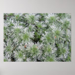 Powis Castle Artemisia Poster
