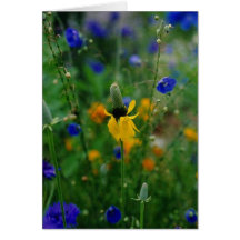 Prairie Coneflower - birthday Card