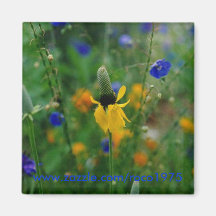 Prairie Coneflower Fridge Magnets