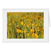 Prairie Coneflowers Cards