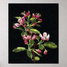 Prairie Crabapple Blossoms Posters