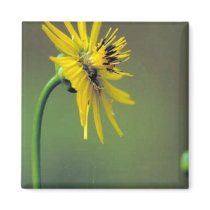 Prairie Dock Refrigerator Magnet