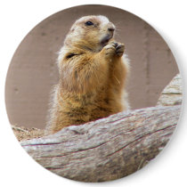Prairie Dog Button
